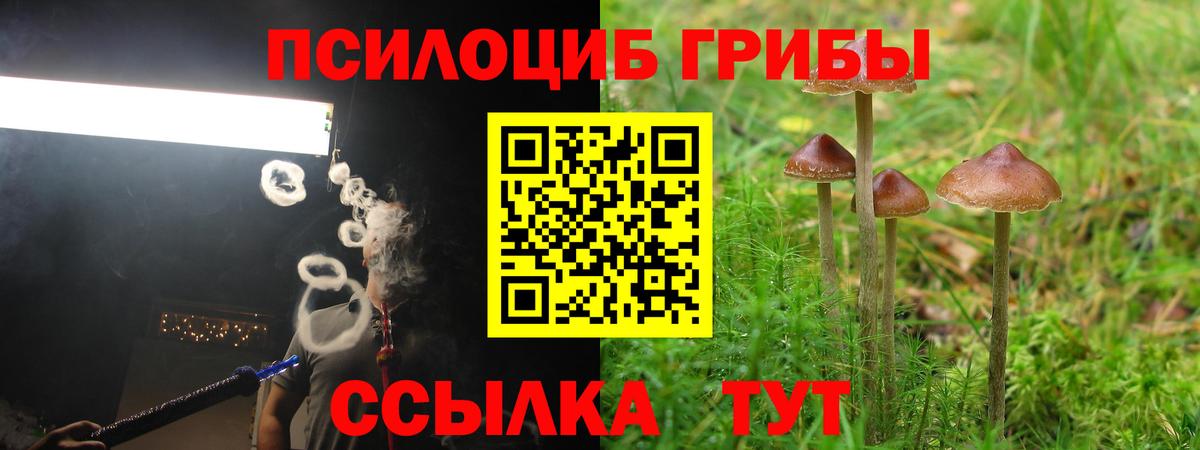 Тара  Псилоцибиновые грибы MAGIC MUSHROOMS  Вход с VPN 